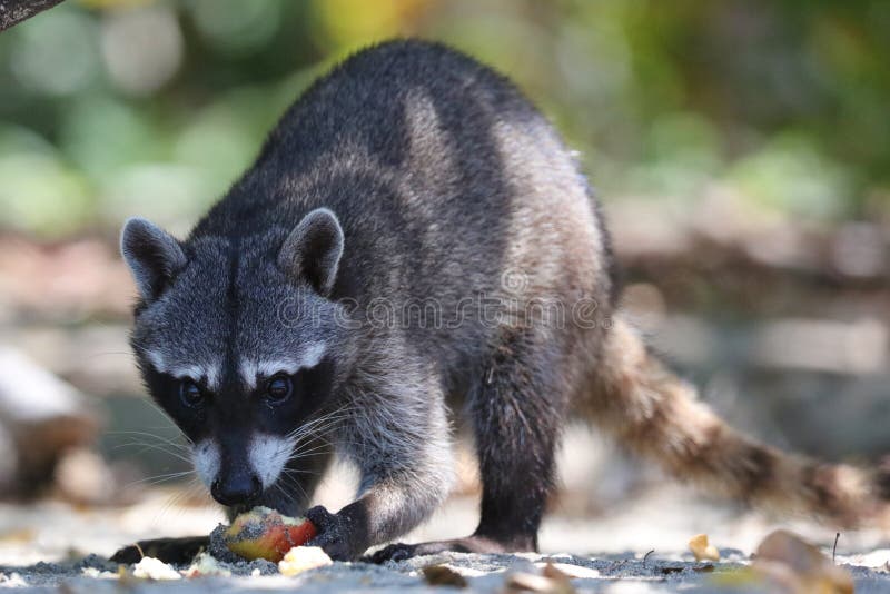 Wild angry raccoon in the jungle of Costa Rica waiting for food stock images Wild angry raccoon in the jungle of Costa Rica waiting for food stock images