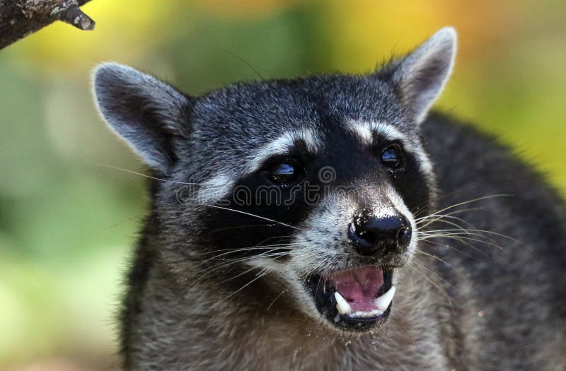 Wild angry raccoon in the jungle of Costa Rica waiting for food royalty free stock image Wild angry raccoon in the jungle of Costa Rica waiting for food royalty free stock image