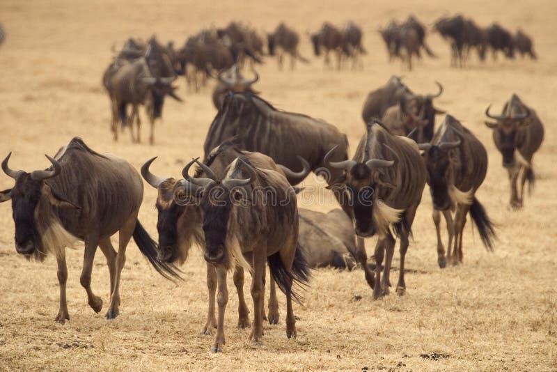 Wild Animal in Africa, Serengeti National Park Stock Image - Image of  explorer, park: 1972849