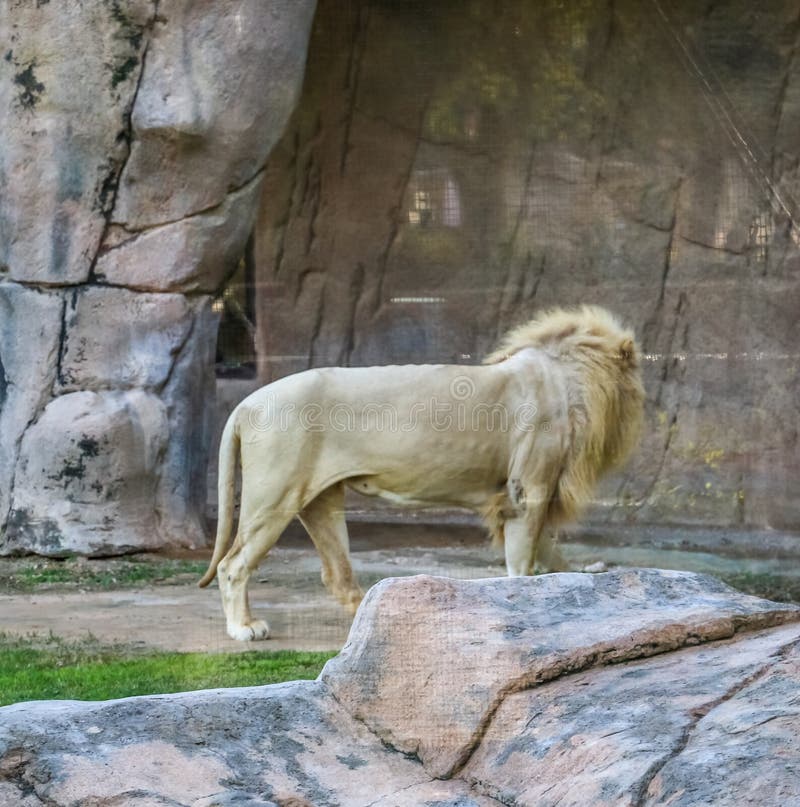 Wild Animal African Lion in Al Ain Zoo, Safari Park, Al Ain, United Arab  Emirates Editorial Photography - Image of africa, elephant: 144916987