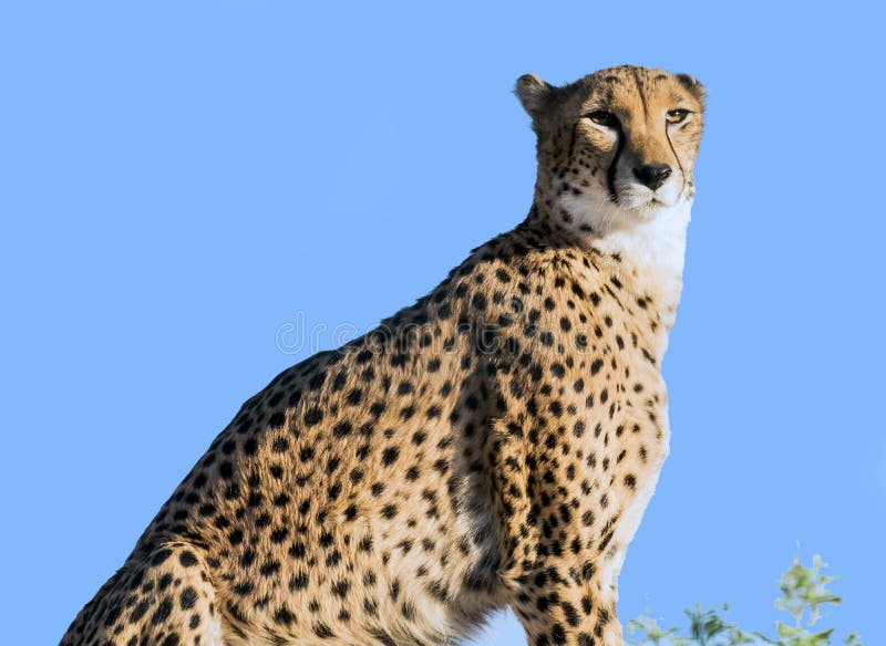 Wild Animal Cheetah or Tiger in Al Ain Zoo Stock Photo - Image of cheetah, savanna: 168609872 Wild Animal Cheetah or Tiger in Al Ain Zoo Stock Photo - Image of cheetah, savanna: 168609872