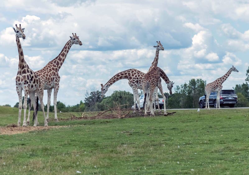Wild Animal Giraffe in Hamilton Lion Safari in Ontario Canada Stock Photo - Image of background, couple: 170236316 Wild Animal Giraffe in Hamilton Lion Safari in Ontario Canada Stock Photo - Image of background, couple: 170236316