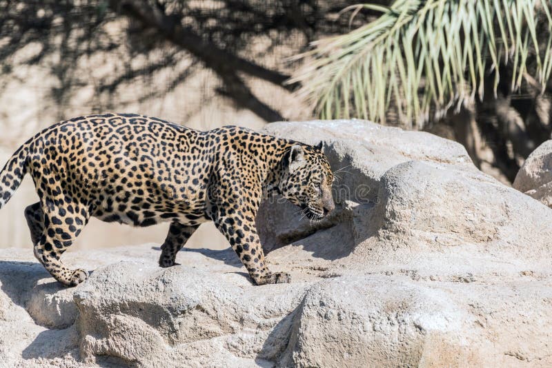 Wild Animal Jaguar in Dry Woodland Stock Photo - Image of wilderness, kenya:  169654598