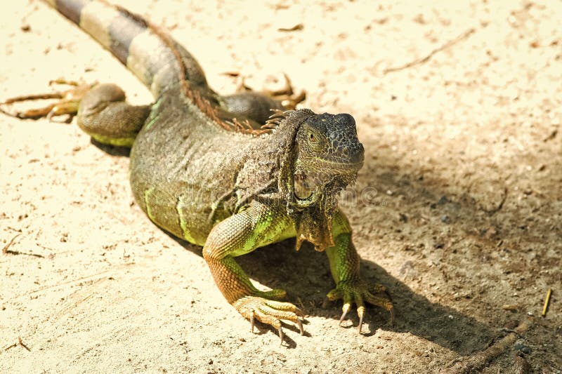 Wild Animal In Natural Environment. Save Biodiversity Concept. Lazy Lizard Relaxing Sunny Day. Stunning Nature Of