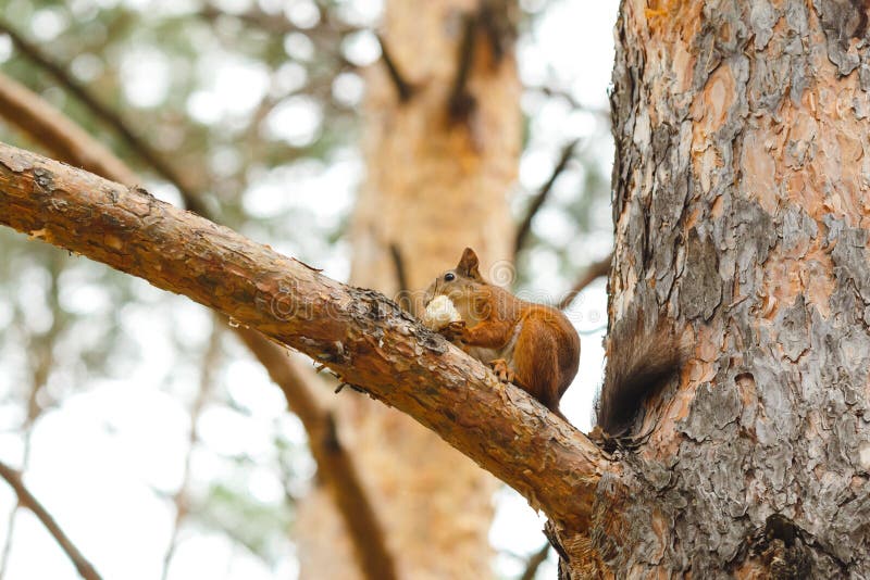 Wild Animal a Squirrel on a Tree Eats Stock Image Image of cute, park