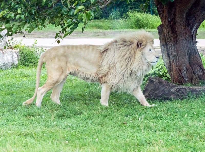 Wild Animal White African Lion in Hamilton Safari, Ontario, Canada Stock Photo - Image of animals, hunter: 170137046 Wild Animal White African Lion in Hamilton Safari, Ontario, Canada Stock Photo - Image of animals, hunter: 170137046
