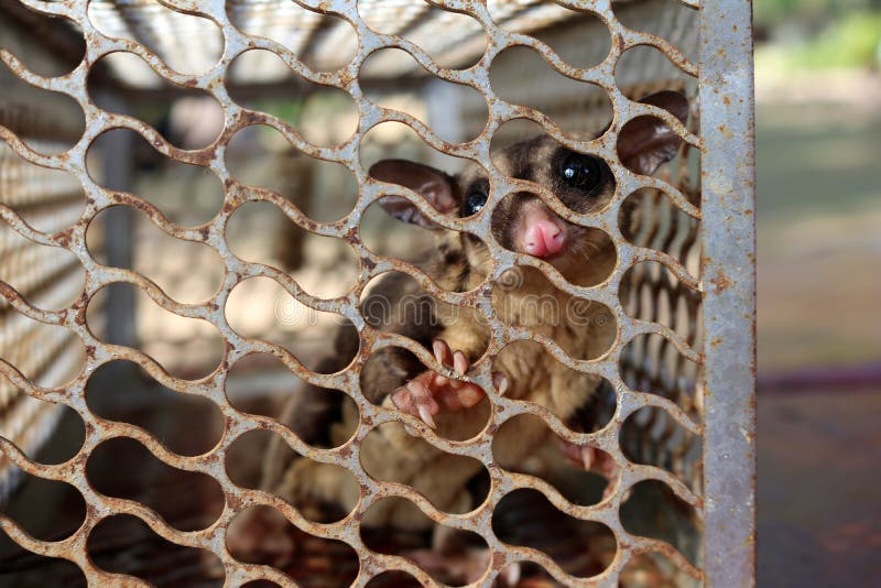Wild Animals In Cages,Australia Sugar Glider Stock Photo Image of
