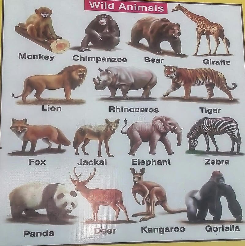 Wildlife Chart