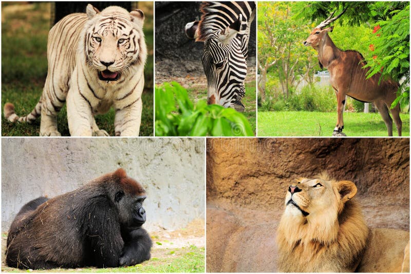 Wild Animals Collage stock photo. Image of habitat, asia - 20329132 Wild Animals Collage stock photo. Image of habitat, asia - 20329132