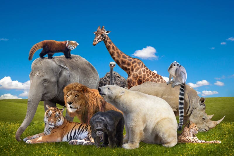 Wild Animals Group Collection Stock Image - Image of collage, rhinoceros:  193589383