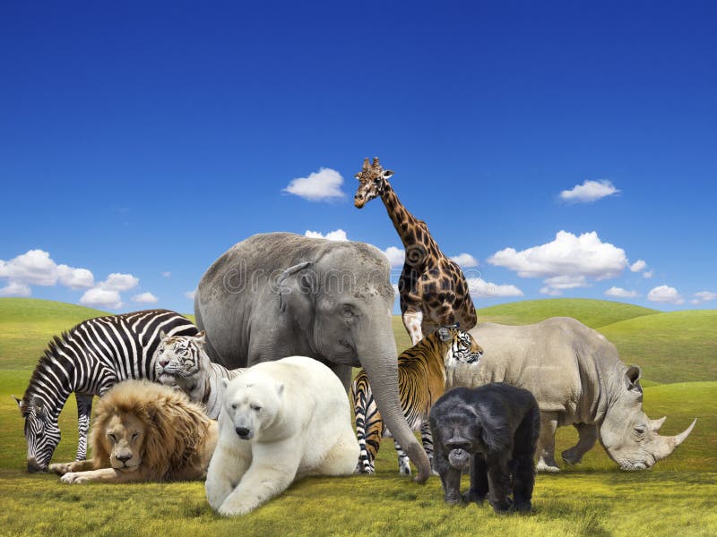 1,636,259 Animals Stock Photos - Free & Royalty-Free Stock Photos from Dreamstime 1,636,259 Animals Stock Photos - Free & Royalty-Free Stock Photos from Dreamstime