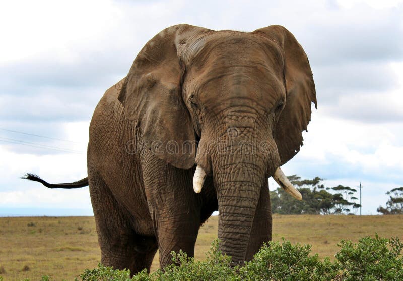 The Wild Animals of South Africa Stock Image Image of landscape