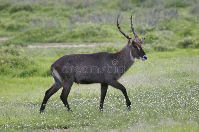 Wild Antelope mammal in African Botswana savannah