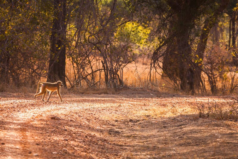 Wild apa arkivfoto. Bild av angus, afrikansk - 55516740