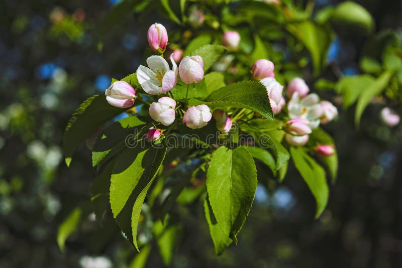 Wild apple flowers. Apple tree flowers close-up background.