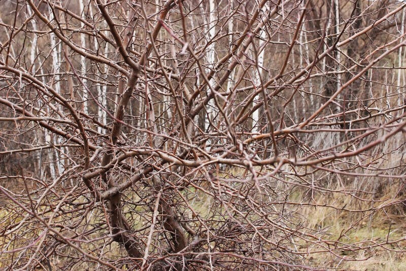 Wild Apple Tree In The Fall Stock Photo Image of changing, autumn 36211914