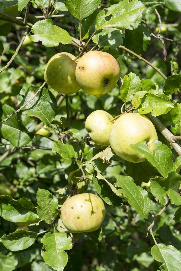 Wild apple tree in fall stock image. Image of apples 21716543