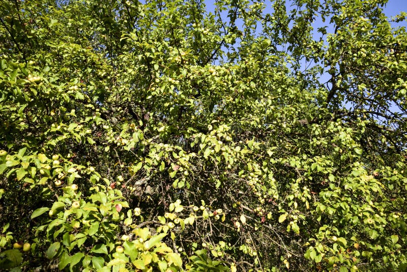 Wild apple tree. Branches with apples in the forest. stock image Wild apple tree. Branches with apples in the forest. stock image