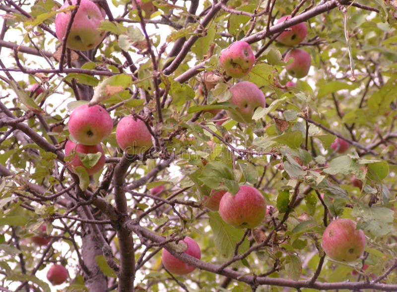 Wild apple tree in fall stock image. Image of apples 21716543