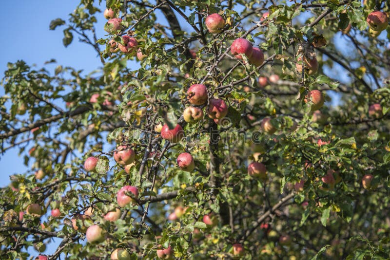 Wild Apples on a Tree in the Abandoned Orchard Stock Photo Image of north, nature 205302920