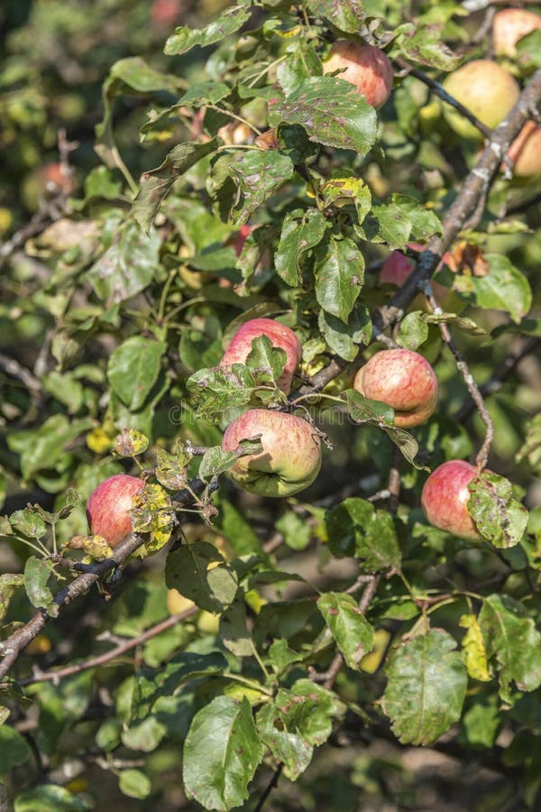 Wild Apples on a Tree in the Abandoned Orchard Stock Photo Image of canada, north 205302884