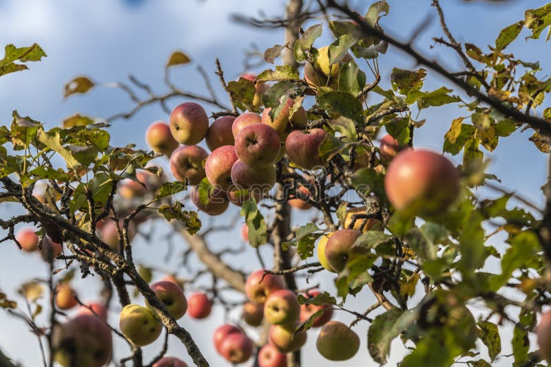 Wild Apples on a Tree in the Abandoned Orchard Stock Image Image of branch, canada 205302907