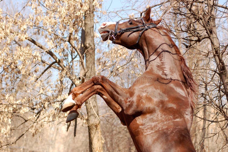 The wild arabian horse rears. Bay arabian stallion rearing stock images, royalty-free photos and pictures