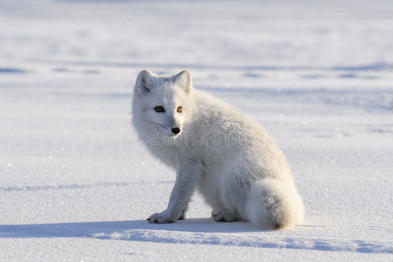 Wild Arctic Fox Vulpes Lagopus in Tundra in Winter Time. White Arctic Fox  Close Up Stock Photo - Image of camouflage, outdoor: 219609200