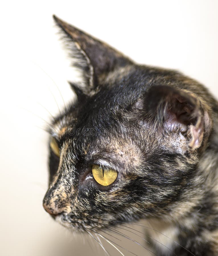 Wild Asian Cat Living Close To Human Habitation but Never Becoming Pets, Doing Extreme Damage To Native Wildlife and Ecosystem Stock Image - Image of pests, imported: 220828115 Wild Asian Cat Living Close To Human Habitation but Never Becoming Pets, Doing Extreme Damage To Native Wildlife and Ecosystem Stock Image - Image of pests, imported: 220828115