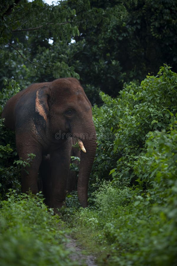 Wild Asian Elephant- Rural India Stock Photo - Image of india