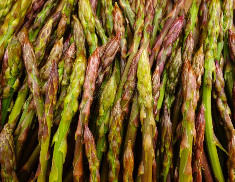 Wild asparagus stock photo. Image of green, food, uncultivated 54122790
