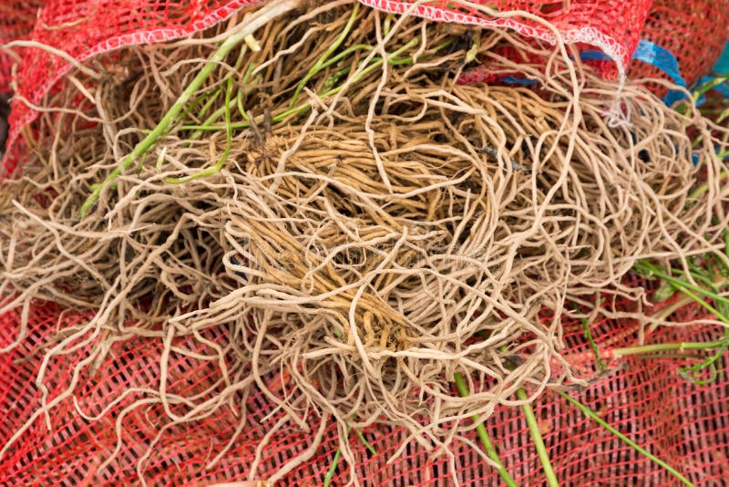 Wild Asparagus Roots Ready To Be Planted. Stock Image Image of