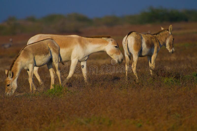 Pictures Of Asses