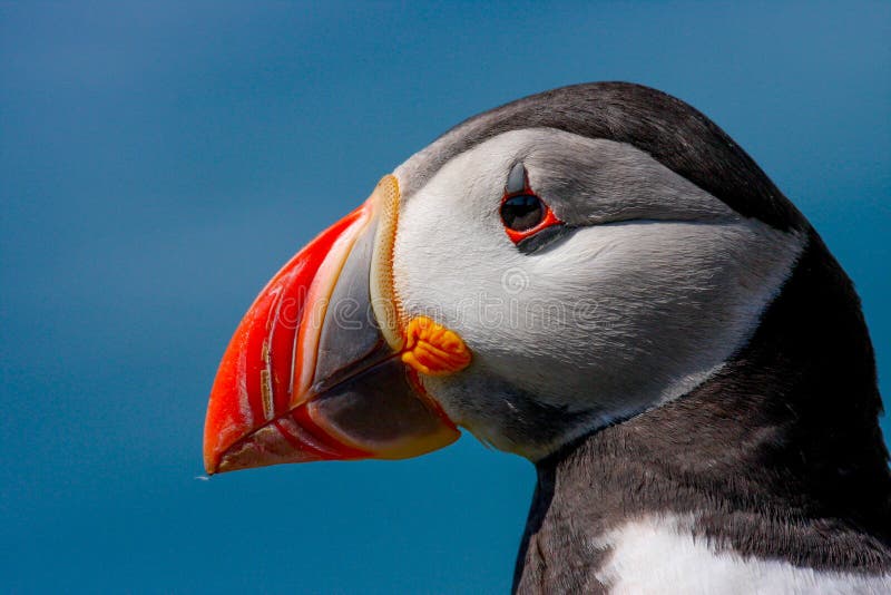 Wild Atlantic Puffin Fratercula arctica bird close up