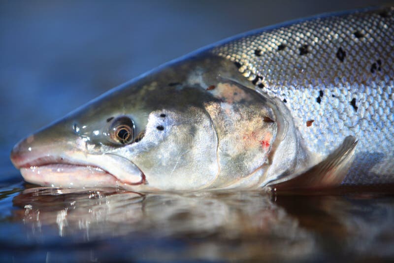 Wild Atlantic Salmon