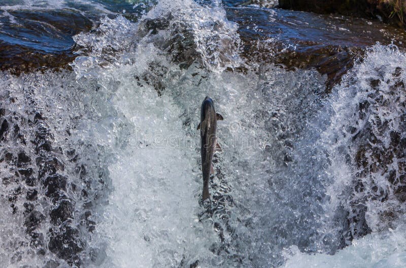 Wild Atlantic Salmon