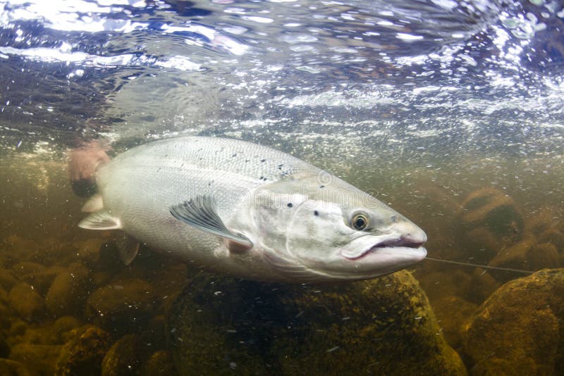 Wild Atlantic Salmon underwater