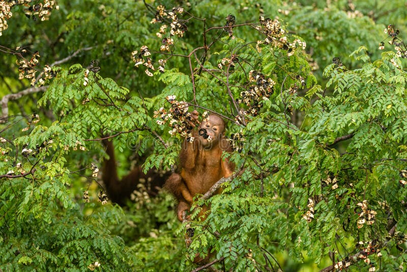 Wild Baby Orangutan Eating Red Berries in The Forest Of Borneo Malaysia royalty free stock images Wild Baby Orangutan Eating Red Berries in The Forest Of Borneo Malaysia royalty free stock images
