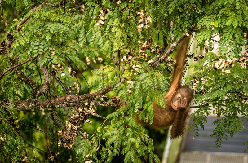 Wild Baby Orangutan Eating Red Berries in The Forest Of Borneo Malaysia royalty free stock photo Wild Baby Orangutan Eating Red Berries in The Forest Of Borneo Malaysia royalty free stock photo