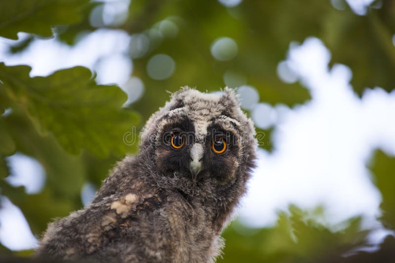 Wild Baby Owl Tree Background Stock Photo Image of birds, callow