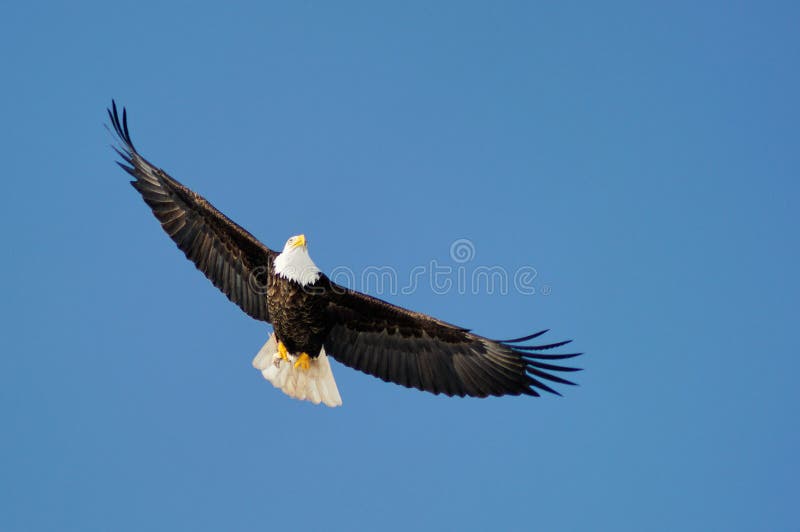 Wild bald eagle soaring high against blue sky with wings at full span. Wild bald eagle soaring high against blue sky with wings at full span