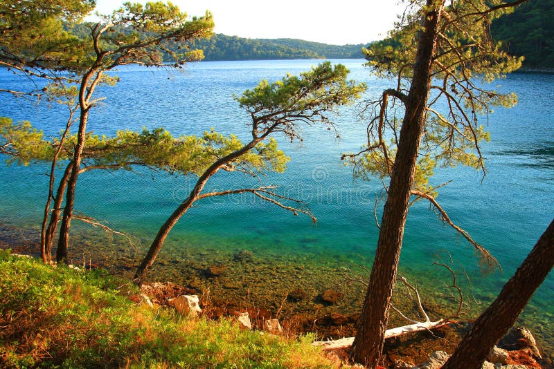 Wild beach in pine forest, Island Mljet, Croatia