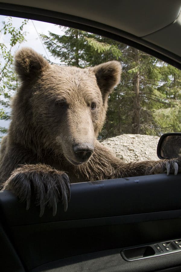 Wild Bear On My Car Window