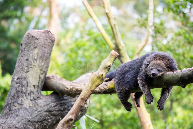 Wild bearcat sleeping