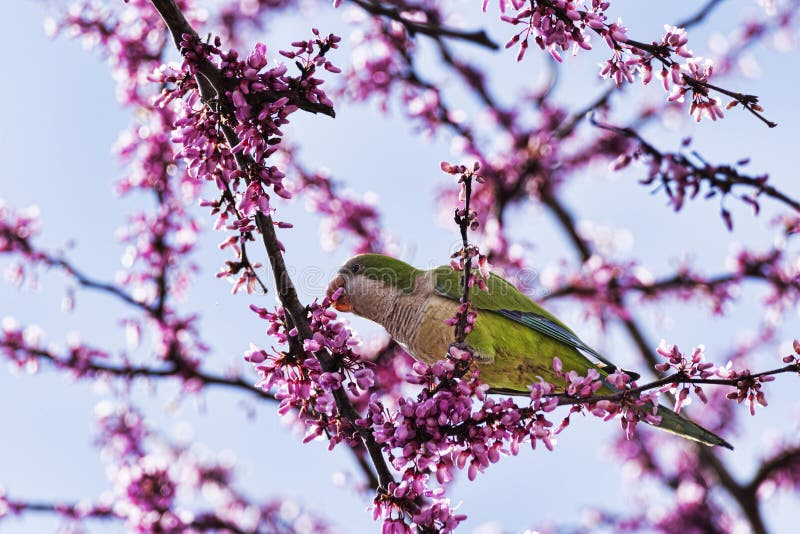 Wild Beautiful Ring-necked Parakeet Parrot Eats the Pink Flowers of the ...