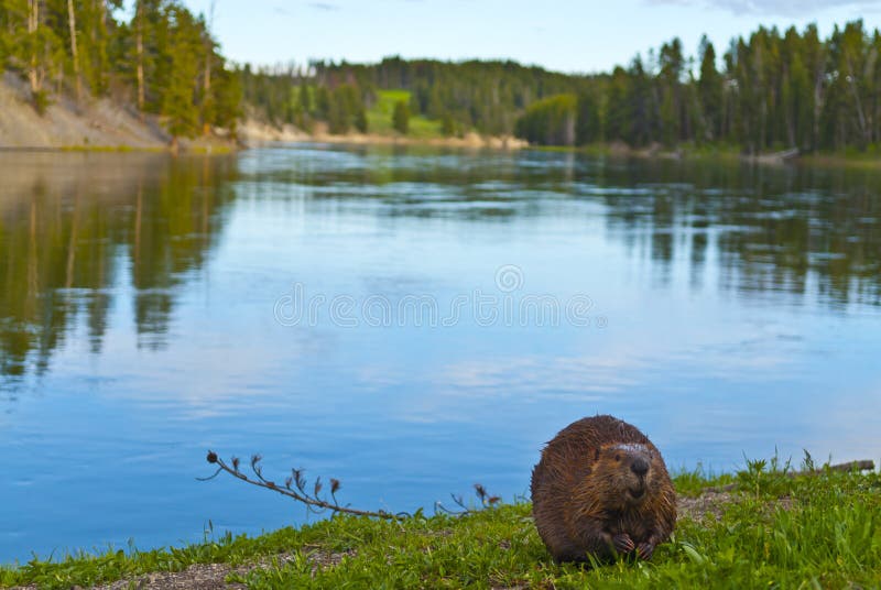 Wild Beaver stock image. Image of wild, green, brown 23407815