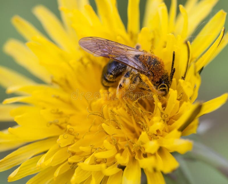 Wild bee at work