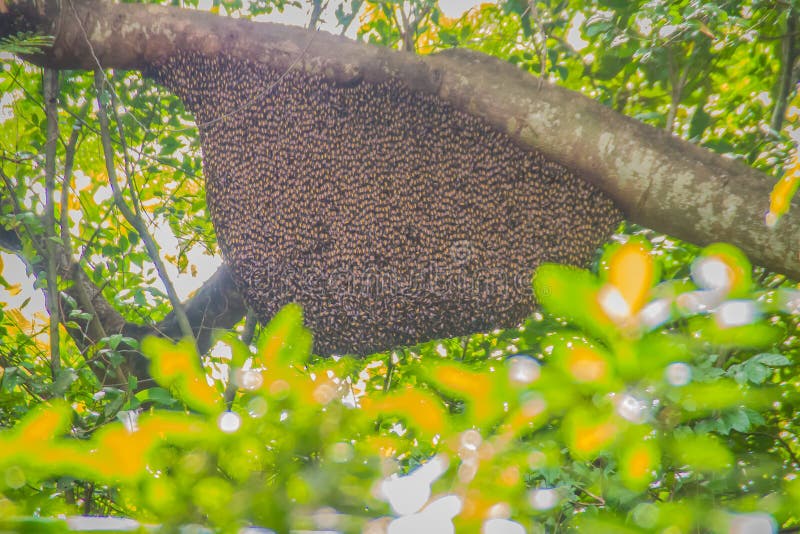Large Natural Beehive Hanging Tree Stock Photos - Free & Royalty-Free
