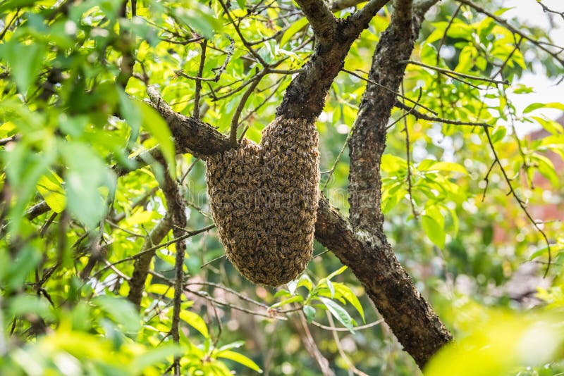 Wild beehive on tree
