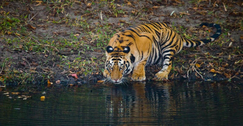 Wild Bengal Tiger Drinking Water from a Pond in the Jungle. India ...